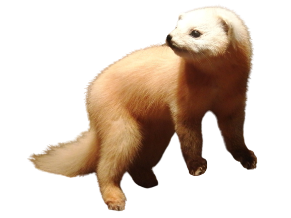 テンのイメージ